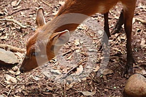 The head of the mouse deer sniffs around looking for food photo