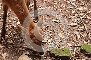 The head of the mouse deer sniffs around looking photo