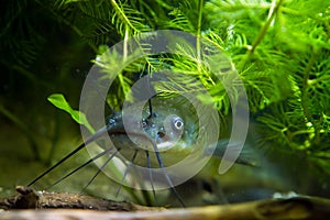 Head, mouth and barbels of juvenile dangerous invasive freshwater predator channel catfish, Ictalurus punctatus attentively stares