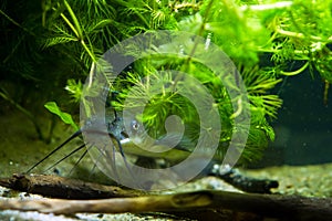 Head, mouth and barbels of a juvenile dangerous invasive freshwater predator channel catfish, Ictalurus punctatus hiding