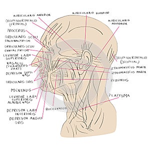 Head muscles lateral color