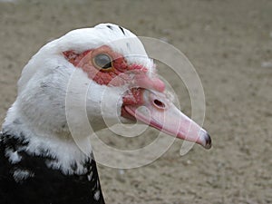 Head of the muscovy