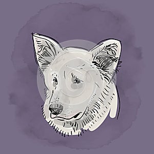 Head, muzzle the dog. Shepherd. Sketch drawing. Black contour on a purple grunge background. vector