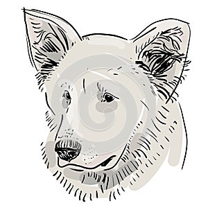 Head, muzzle the dog. Shepherd. Sketch drawing. Black contour on a white background.