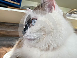 The head and muzzle of a white with black spots fluffy beautiful cat with blue eyes and long whiskers and ears, lying on the bed