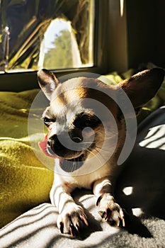 head of my sweet chihuahua Masa