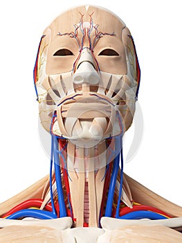 The head and neck anatomy