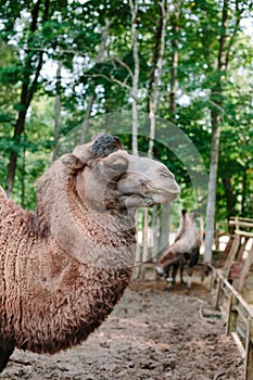 Head and neck of a camel in profile.