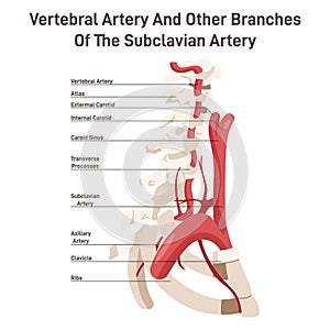 Head and neck circulatory system. Anatomical diagram of vertebral arteries.