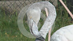 Head and neck closeup flamingo zoo