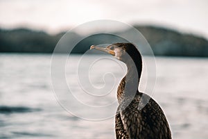 head and neck of a cormorant bird in profile with curved orange beak and gray and brown feathers in the lake, tarawera
