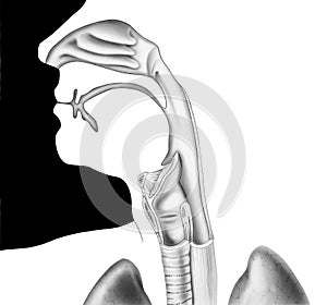 Head and Neck - Cutaway View