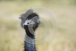 Head and Neck of an Emu Dromaius novaehollandiae Facing Forward