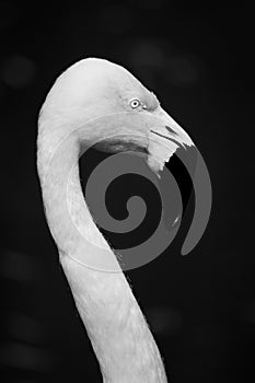 Head and neck of Flamingo