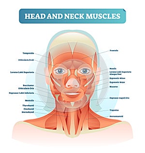 Head and neck muscles labeled anatomical diagram, facial vector illustration with female face, health care educational information