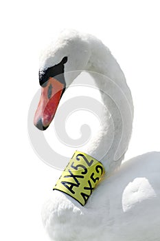 Head and neck of Mute Swan (Cygnus Olor) isolated photo