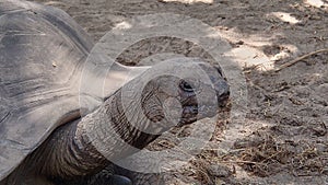 The head, neck and part of the carapace of a adult giant tortoise on the seychelles island