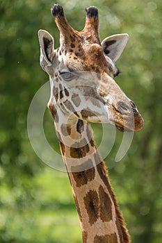 Head and neck of a Rothschild giraffe