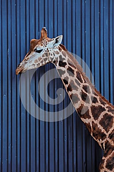 The head and neck of a Rothschild Giraffe