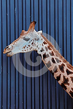 The head and neck of a Rothschild Giraffe