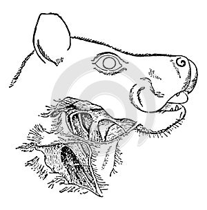 Head and Neck of Singing Fruit Bat, vintage illustration