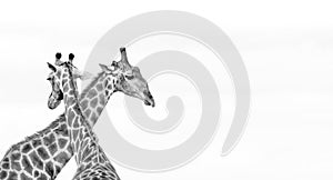 Head and neck of two giraffes, photographed in monochrome at Kruger National Park in South Africa.