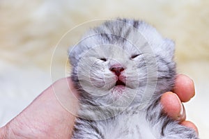 Head newborn silver tabby cat sleeping on hand