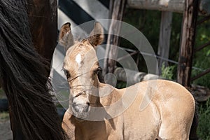 Head of a newborn yellow foal, his mother`s tail flips over his head photo