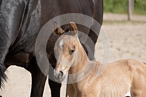 Head of a newborn yellow foal, stands with its brown mother. Against the mare`s belly