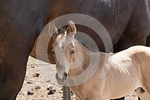 Head of a newborn yellow foal, stands together with its brown mother. Against the mare`s belly