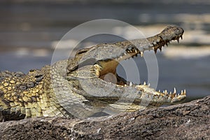 Head of a Nile crocodile with an open mouth