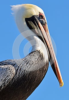 The head of a North American adult brown pelican with wet bill tucked up tight, taken against a bright blue sky.