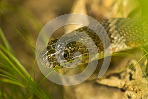 Head of a northern water snake in Somers, Connecticut