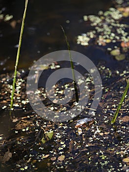 Head and Nose of Broad-Banded Water Snake