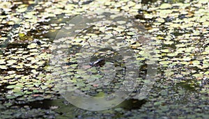 Head and Nose of Broad-Banded Water Snake