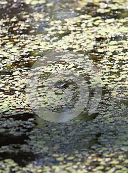 Head and Nose of Broad-Banded Water Snake