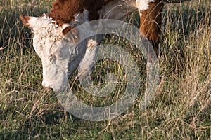 Head and nose of a grazing cow