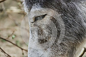 Head of an old donkey, close-up,  Papiliorama Zoo in Switzerland