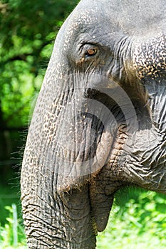 Head of an old Indian elephant