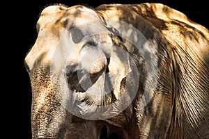 Head of an old Indian elephant