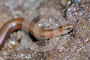 The head one a blindworm  on earth
