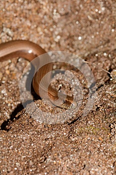 The head one a blindworm  on earth