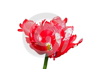 Head of open wild tulip in close up view isolated on white background. Holland flowers