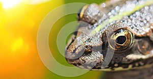 head of an ordinary frog close-up