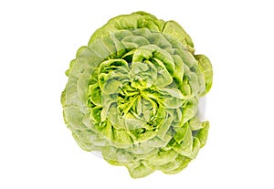 Head of Organic fresh Salanoca Descartes lettuce