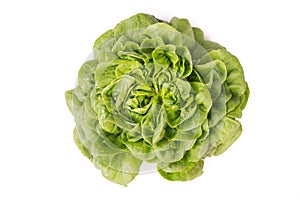 Head of Organic fresh Salanoca Descartes lettuce photo