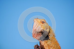Head of Oriental Garden Lizard against blue background