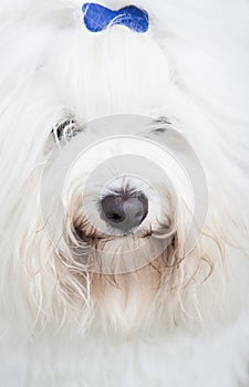 Head of an original Coton de TulÃ©ar dog - pure white like cotton.