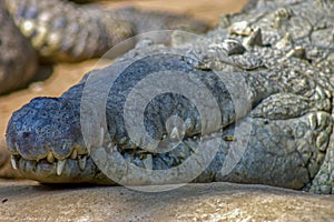 Head of the Orinoco crocodile