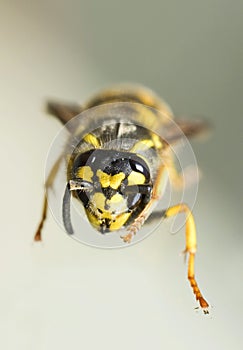 Head of a killer bee